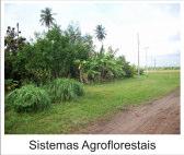 Estão sendo plantadas amostras de populações para preservação e melhoramento genético de coqueiro e de mangaba.