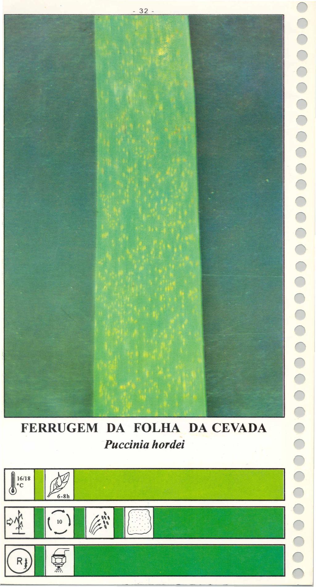 FERRUGEM DA FOLHA DA