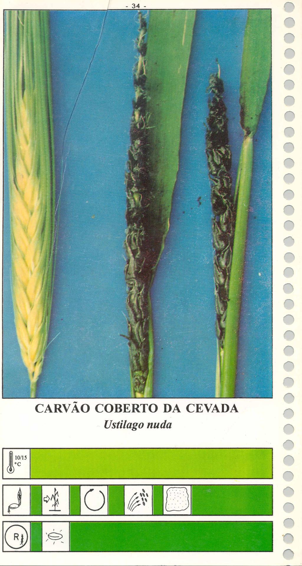 CARVÃO COBERTO DA