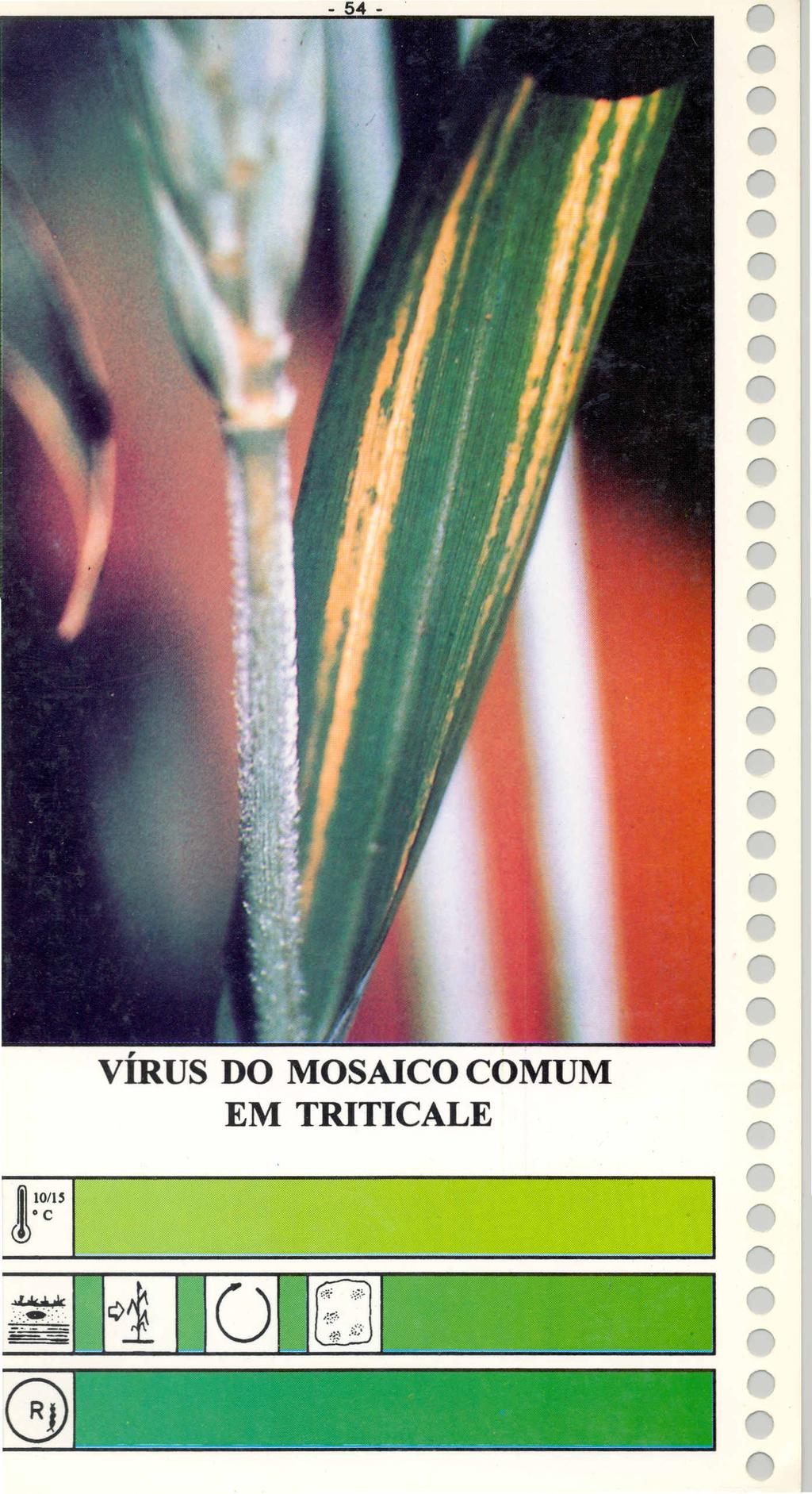 vírus DO MOSAICO