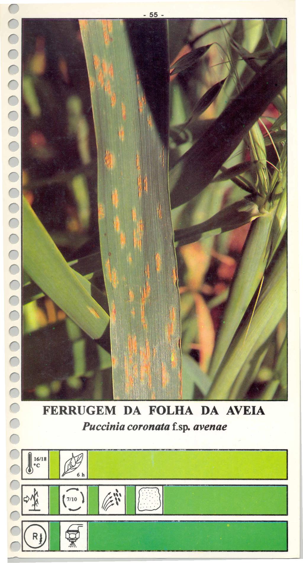 FERRUGEM DA FOLHA DA AVEIA Puccinia