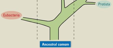 12 a 25 Exercícios: Pág. 26 e 27 43 Questões Básicas sobre 1) Qual é a diferença entre a teoria celular e a teoria dos ácidos nucléicos para a definição dos seres vivos?