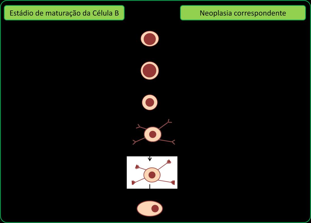A maioria dos LNH tem origem em células B maduras, que englobam três formas celulares diferentes: células B virgens maduras (circulam no sangue), células B do centro germinativo (centroblastos e