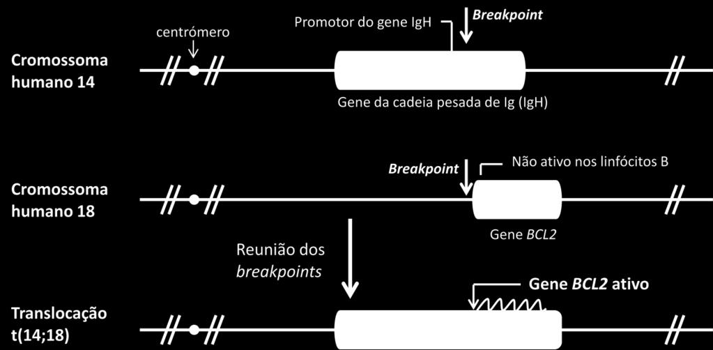 Esta translocação envolve a região promotora do gene da cadeia pesada da imunoglobulina (Ig H ) localizada no cromossoma 14 e o protooncogene BCL2 do cromossoma 18 (Figura 4), tendo como resultado