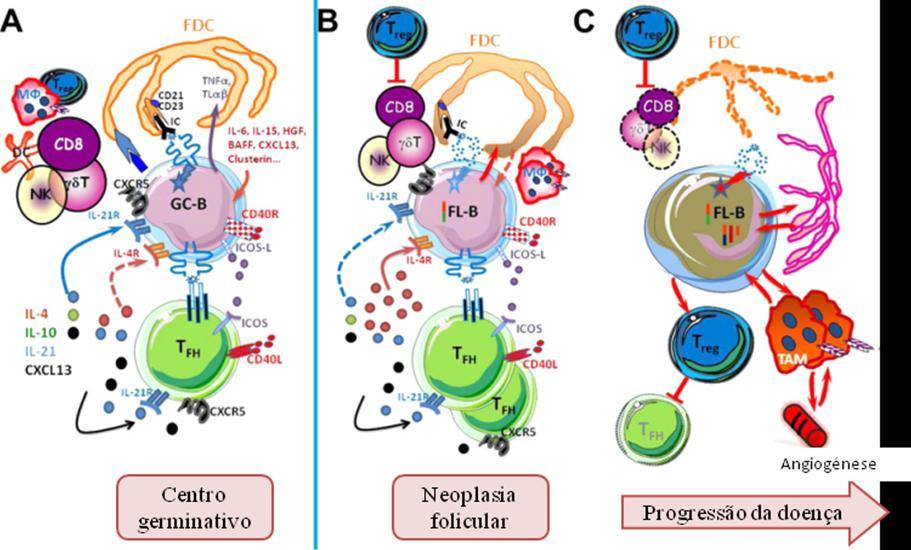 Figura 5. Ilustração esquemática das interações entre as células B e o seu microambiente, num centro germinativo folicular normal e no linfoma folicular.