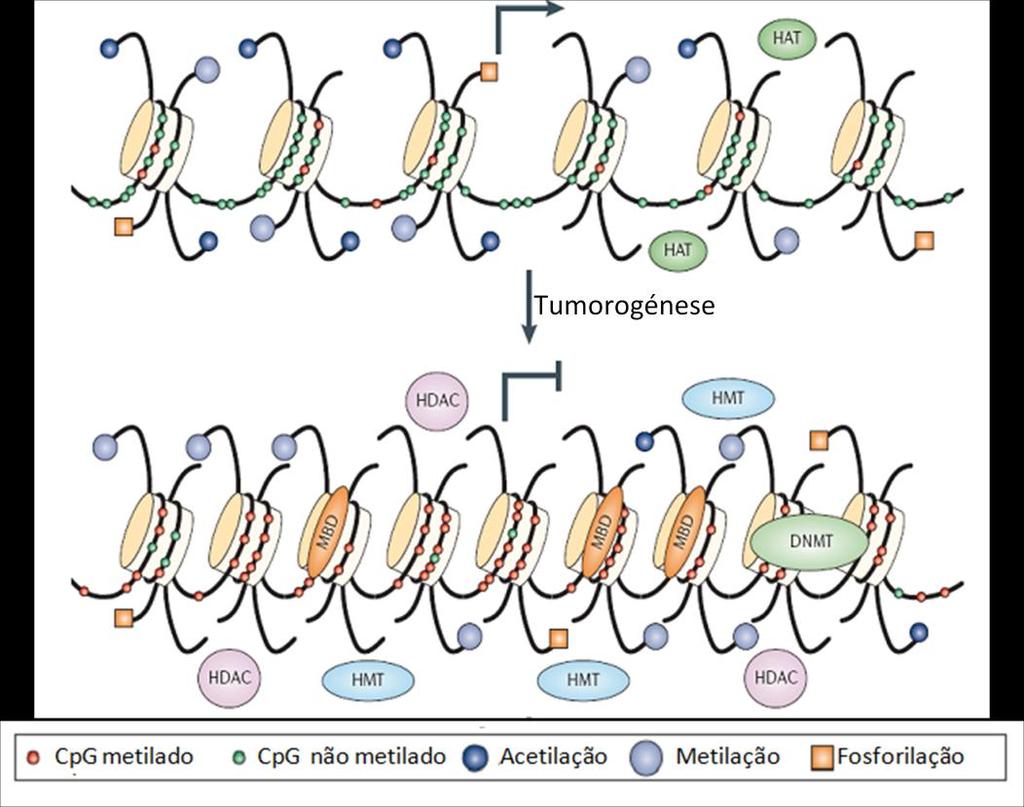 Figura 6. Perfil de metilação dos dinucleótidos CpG e de acetilação das histonas no genoma humano.