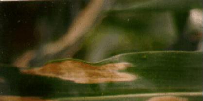 118 Figura 7.1. Mancha por fungo. As lesões podem coalescer, acarretando morte prematura das plantas. A mancha por Exserohilum é causada pelo fungo K.J. Leonard & E.G. Suggs. (Syn. Pass.).