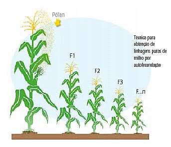 1. Obtenção