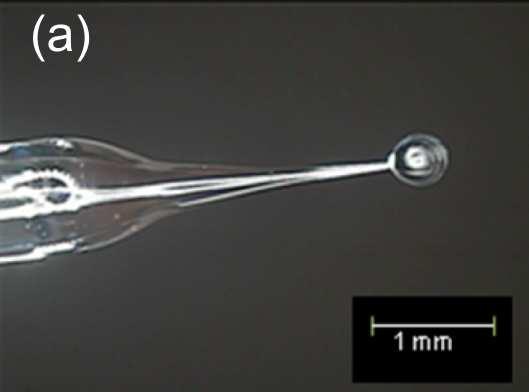núcleo preenchido. A micropipeta é fabricada por um equipamento que geralmente é utilizado para pesquisa em biologia intra-celular (Sutter Instrument modelo P97), visualizado na figura 24 (b).