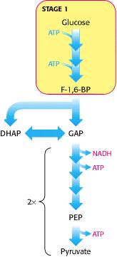A glicólise acontece no citosol e compreende 3 fases. Fase 1 A Fase 1 consiste na conversão da glicose em frutose 1,6-bifosfato através de duas fosforilações e uma isomerização.
