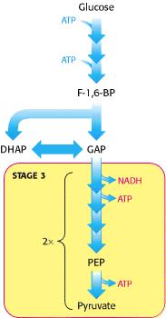 Equação geral da Glicólise 1 molécula de glicose 2 moléculas de ATP 2 moléculas de ADP 2 moléculas de NAD+ 2 fosfatos inorgânicos 2 moléculas de piruvato 4 moléculas de ATP 2 moléculas de NADH e 2