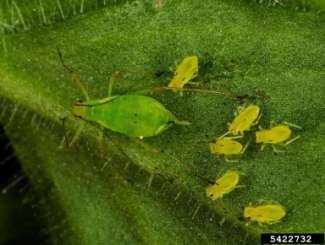 Disseminação: -Campo por várias espécies de