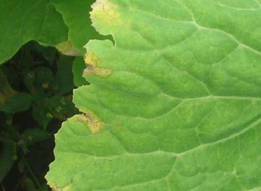 Couve (Brassica oleracea) Podridão-negra Agente causal: Xanthomonas