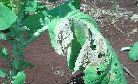 Couve (Brassica oleracea) Fusariose (Fusarium sp)