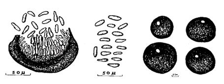 Conídios (esporos) de Macrophomina phaseolina. C Figura 8.
