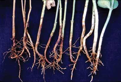 2.6. Rhizoctonia solani Fungo de solo pode eventualmente contaminar