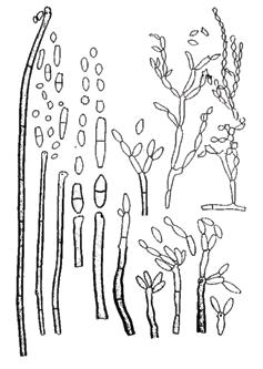 4.5. Cladosporium spp.