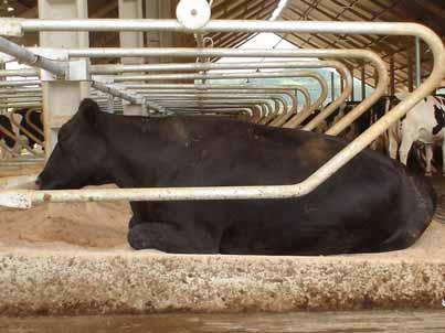 O correto dimensionamento das camas permite um maior conforto aos animais, durante o período de descanso. A Figura 17 apresenta o espaço necessário para uma vaca levantar.
