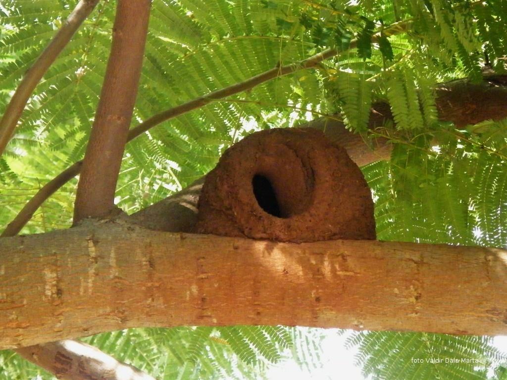 Estruturas da Natureza Cobertura do Panteão