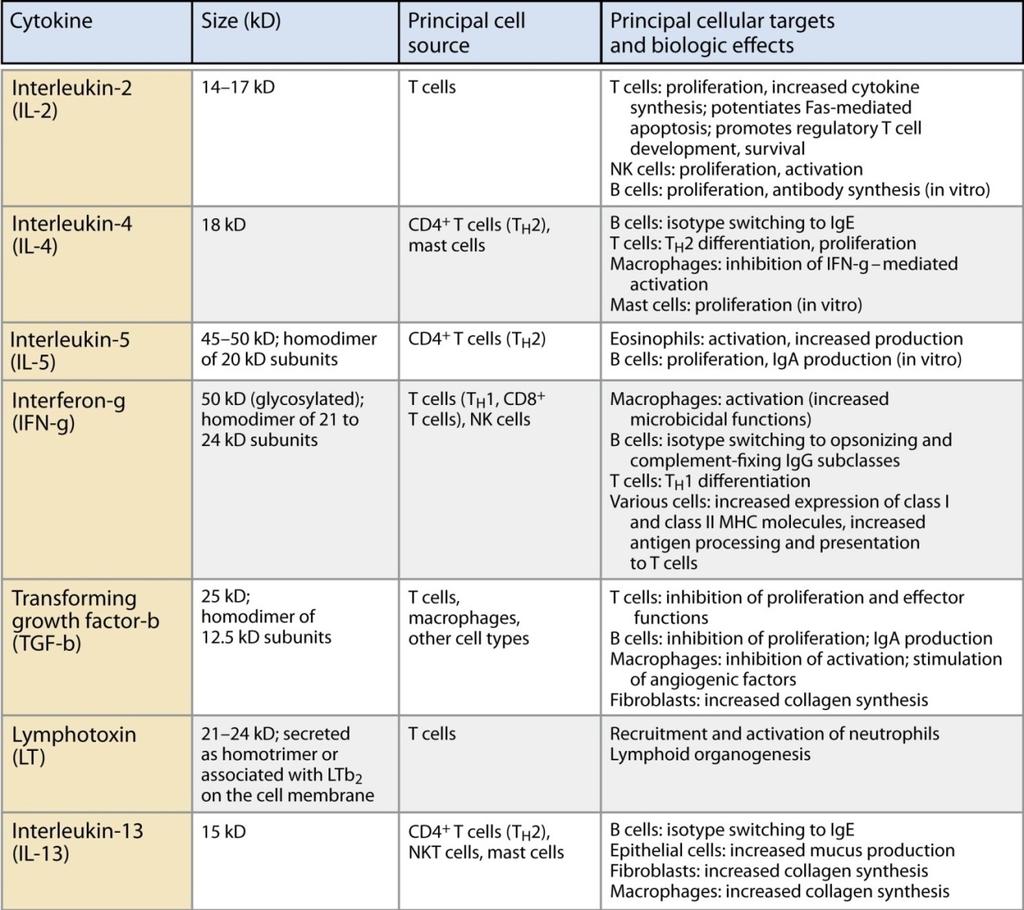 Tabela 2: Citocinas com efeitos biológicos na imunidade adaptativa. Questões: 1) Qual a citocina secretada por linfócitos T CD4 de padrão TH1? Quais as funções efetoras das células de padrão TH1?