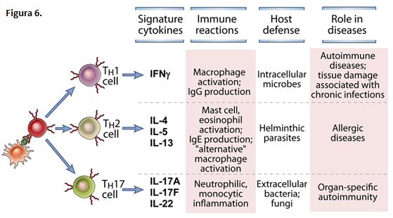 A figura abaixo mostra alguns dos subtipos de linfócitos T CD4, as citocinas secretadas e suas funções nas defesas aos diferentes patógenos e nas reações patológicas.