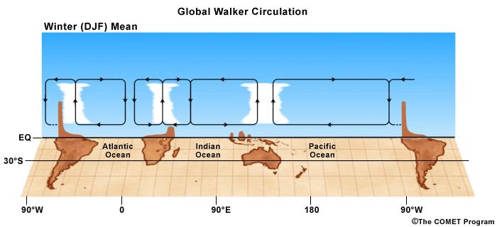 CIRCULAÇÃO DE WALKER