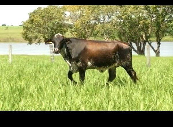 LOTE 15 REM FLANELA - 3931-AO REM FLANELA Registro: 3931-AO Nascimento: 29/05/2015 (1 ano e 9 meses) 1/2 sangue. Filha de PLANET, um dos touros mais principais touros da raça.
