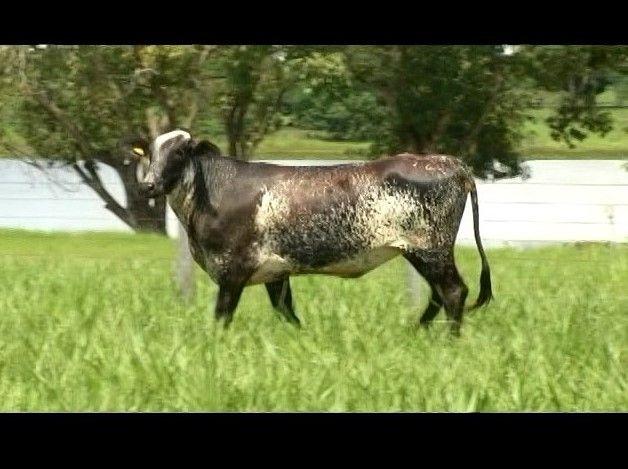 LOTE 16 REM FEIRA - 3879-AO REM FEIRA Registro: 3879-AO Nascimento: 05/06/2015 (1 ano e 9 meses) Novilha 1/2 sangue. Filha de PLANET, um dos touros mais principais touros da raça.