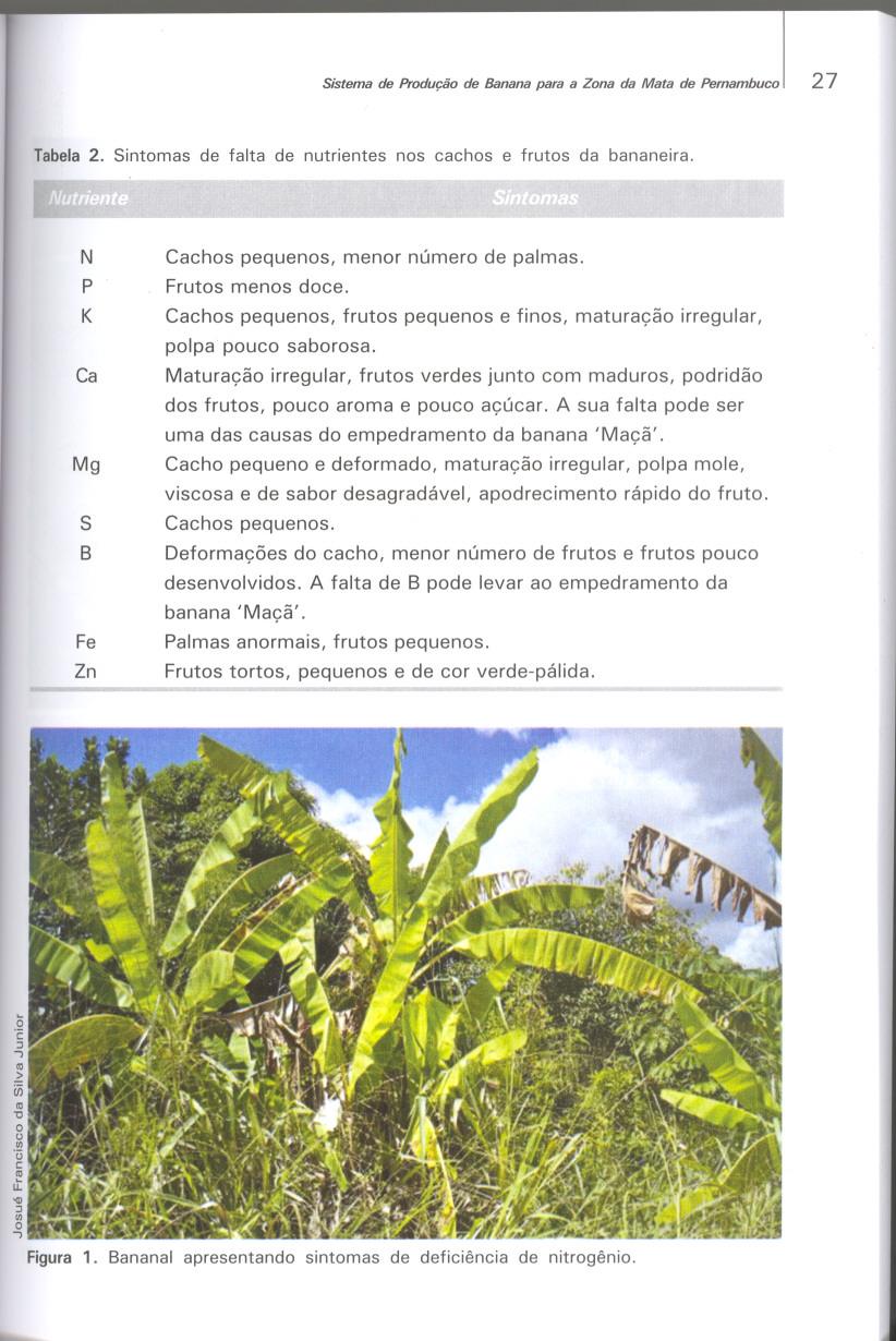 Sistema de Produção de Banana para a Zona da Mata de Pernambuco 27 Tabela2. Sintomas de falta de nutrientes nos cachos e frutos da bananeira. N Cachos pequenos, menor número de palmas.