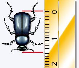 Um outro exemplo é ilustrado a seguir: O tamanho do besouro ao lado está entre: a) 0 e 1 cm