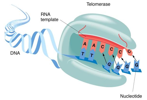 Evidências para o mundo de RNA A telomerase é