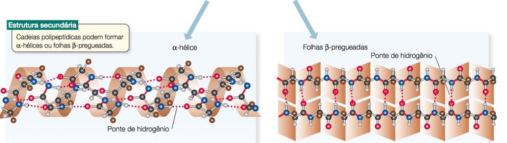 Proteínas A estrutura secundária de uma proteína requer pontes de