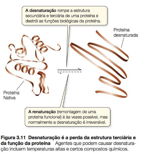 Proteínas A perda da estrutura terciária normal chama-se desnaturação