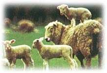 Ovelhas Ovulação: - espontânea: próxima ao final do cio - ovelha: 24 a
