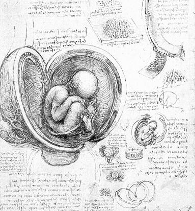ANEXOS EMBRIONÁRIOS, PLACENTA E PLACENTAÇÃO Leonardo Da Vinci (1452-1519) A placenta é uma aposição de tecidos maternos e fetais, com intenção de trocas fisiológicas Mossman (1937) Funções Endócrinas