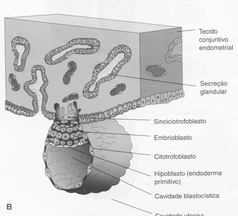 parte ventral Emerge ao redor do cordão umbilical Saco vitelínico Alantóide Cório Funções do Âmnio Proteção mecânica Permite