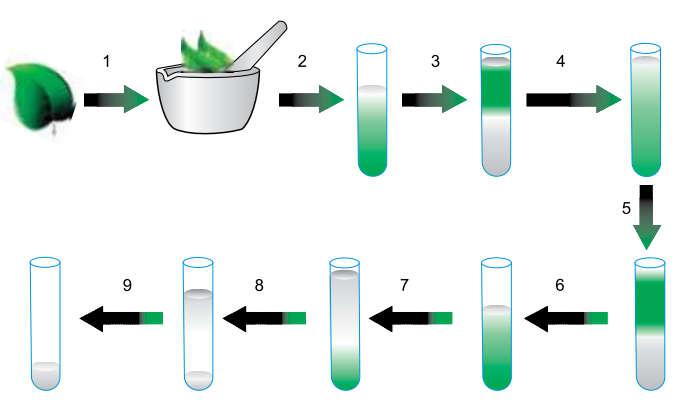 UNIES 017 - EDICINA UNIVERSIDADE ETROPOLITANA DE SANTOS 01. O esquema e o quadro apresentados a seguir explicam um processo de obtenção de DNA de folhas de um vegetal.