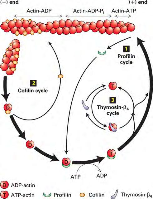A dinâmica dos filamentos de ac0na é regulada pela ação de outras proteínas Profilina: se liga a ADP-G-Ac5na e catalisa a troca de ADP por um ATP.