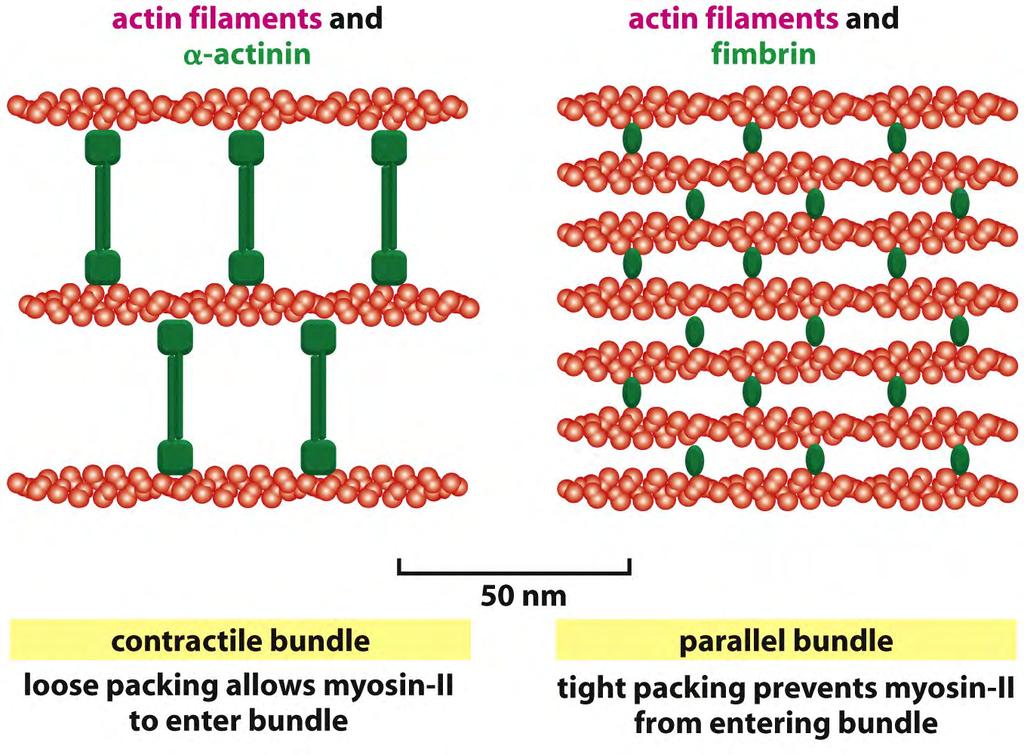 As proteínas de feixes organizam as filamentos de actina em arranjos paralelos (conexões rígidas e