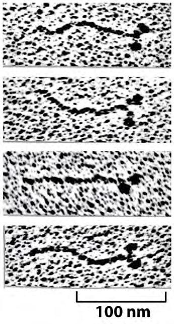 As Miosinas Estrutura da miosina II - Duas cadeias pesadas - Quatro cadeias leves (Duas copias de cada duas