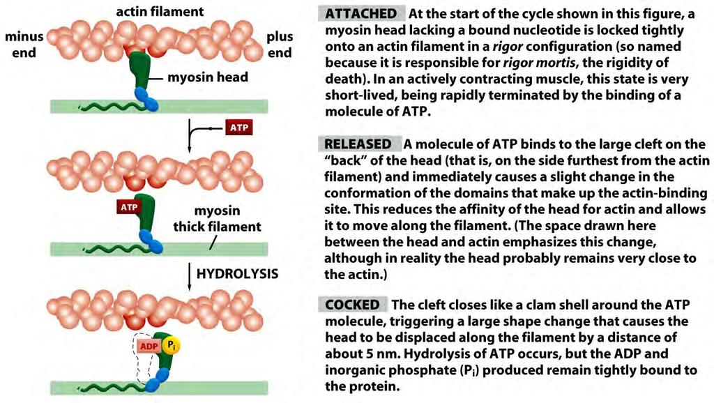 Miosina II caminhando sobre um filamento de ac0na Miosina conectada- sem nucleo5deo ligado miosina está firmemente ligada a ac5na (posição de rigor) Miosina liberada molécula de ATP se liga a uma