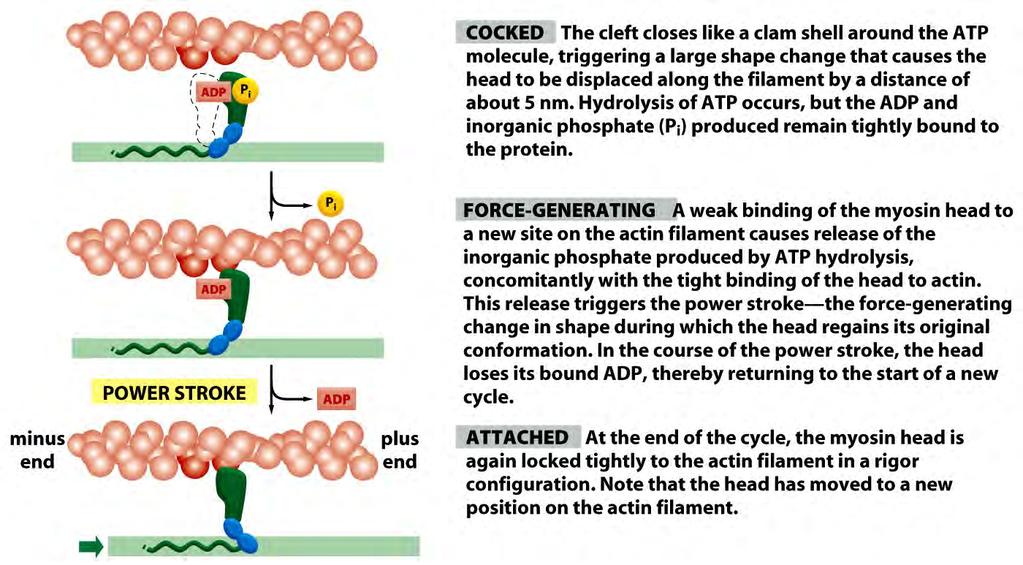 Miosina II caminhando sobre um filamento de ac0na Miosina enga0lhada molécula de ATP se e acomodada na fenda produzindo grande mudanca conformacional, fazendo com a que a cabeca se desloque 5 nm.