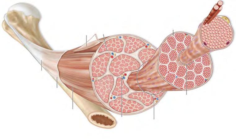 Fibras musculares contém muitas miofibrilas alinhadas em paralelo Envolve o músculo inteiro Epimísio Envolve conjuntos de feixes de fibras