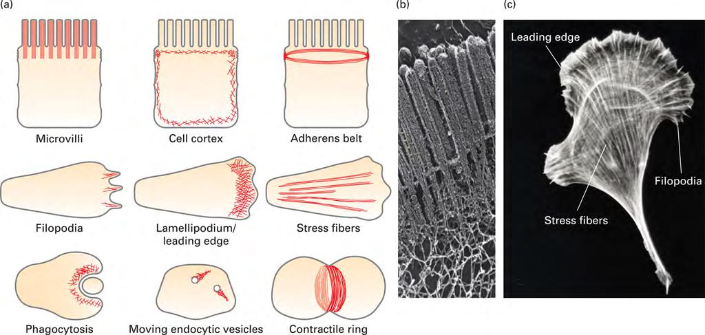Os filamentos de ac5na (ou microfilamentos) Filamentos de actina: determinam a forma da superfície celular e
