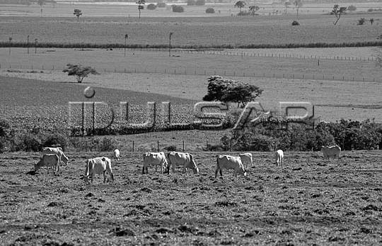 individual < desempenho vida útil do pasto Alta taxa de