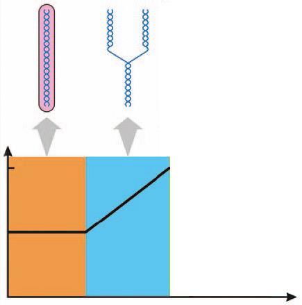 Quantidade de DNA por célula O CICLO