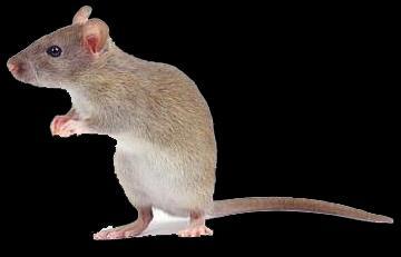 Classificação geral DL 50 3 DL 50 é a Dose Letal que causa a morte de 50% de uma população de organismos expostos em até 14 dias, em condições experimentais definidas: Muito tóxico DL 50 oral ratos