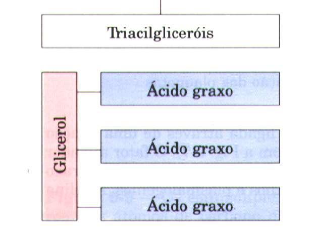 Estrutura