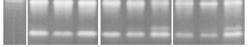 Principais resultados e perspectivas: isoformas SOD Hippler (2012) Cu/Zn Mn