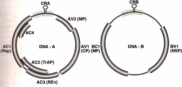 10 A proteína capsidial dos begomovírus é codificada pela ORF AV1 que pode estar também envolvida no movimento do vírus e transmissão pelo vetor (HOFER et al., 1997).